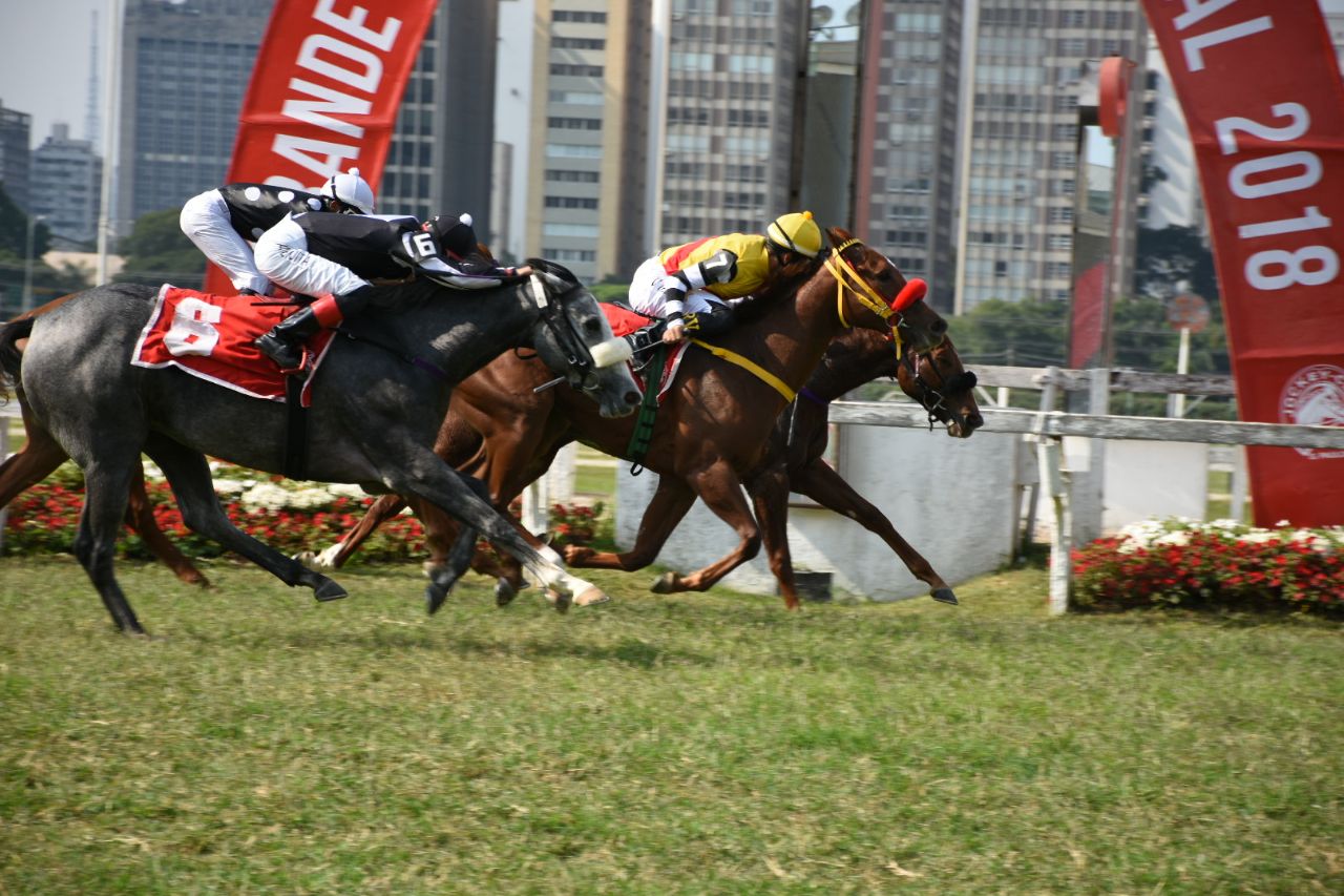No GP João Cecílio Ferraz, Mama Mia sai de perdedora a ganhadora de G1 No GP João Cecílio Ferraz, Mama Mia sai de perdedora a ganhadora de G1