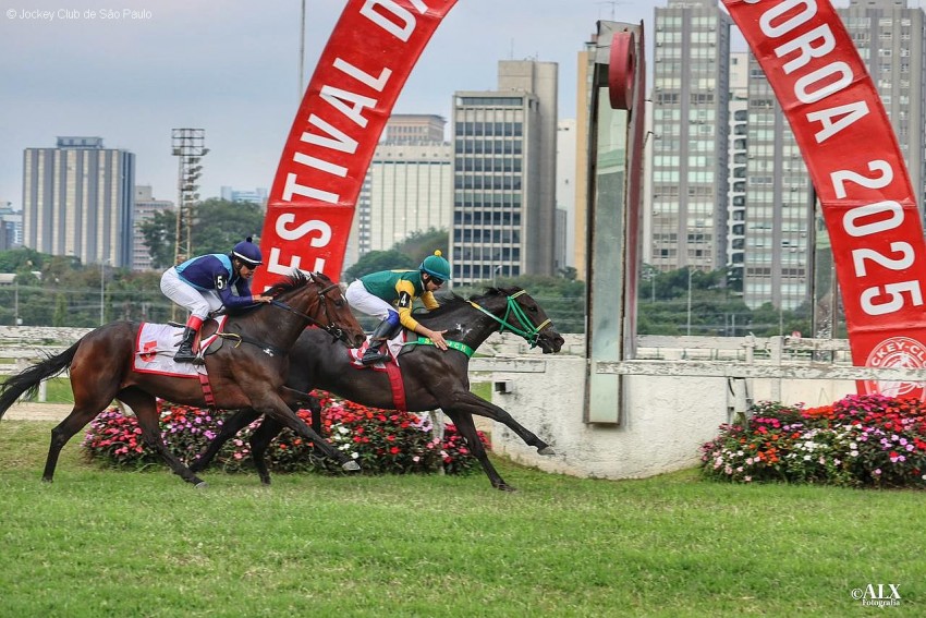 Entre as éguas, melhor para Bubble O'Gold