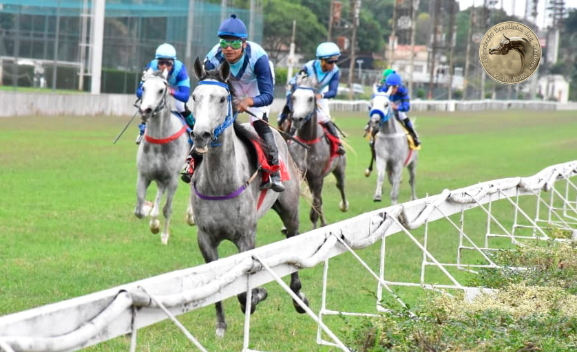 Wathba Stallion Cup encerra as corridas do Cavalo Árabe em 2020
Wathba Stallion Cup encerra as corridas do Cavalo Árabe em 2020
