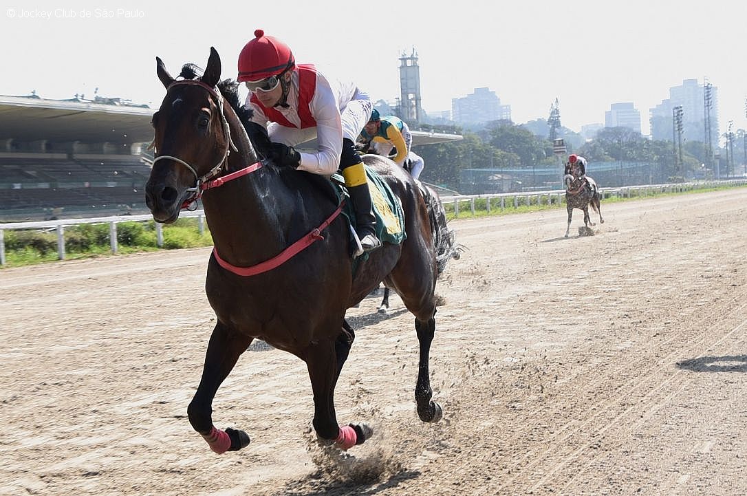 Gold Tiger vence arranhando recorde!