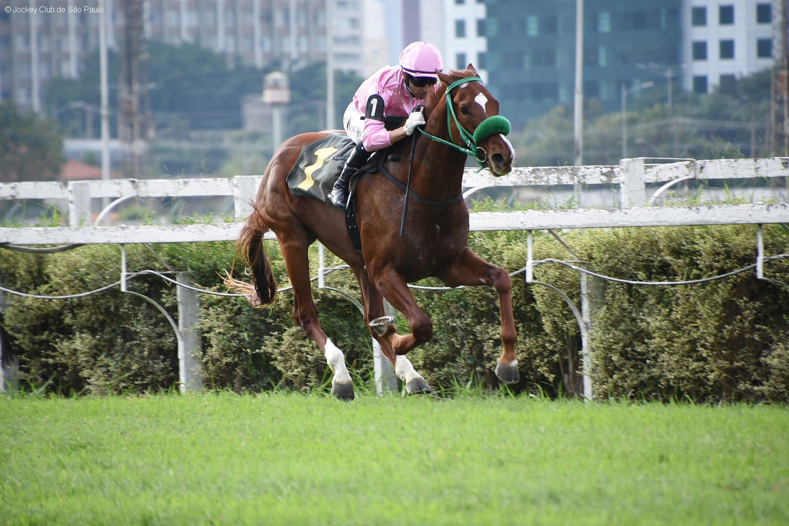 Favorito Indiana Star vence o Handicap Especial Gaudeamus e segue invicto!