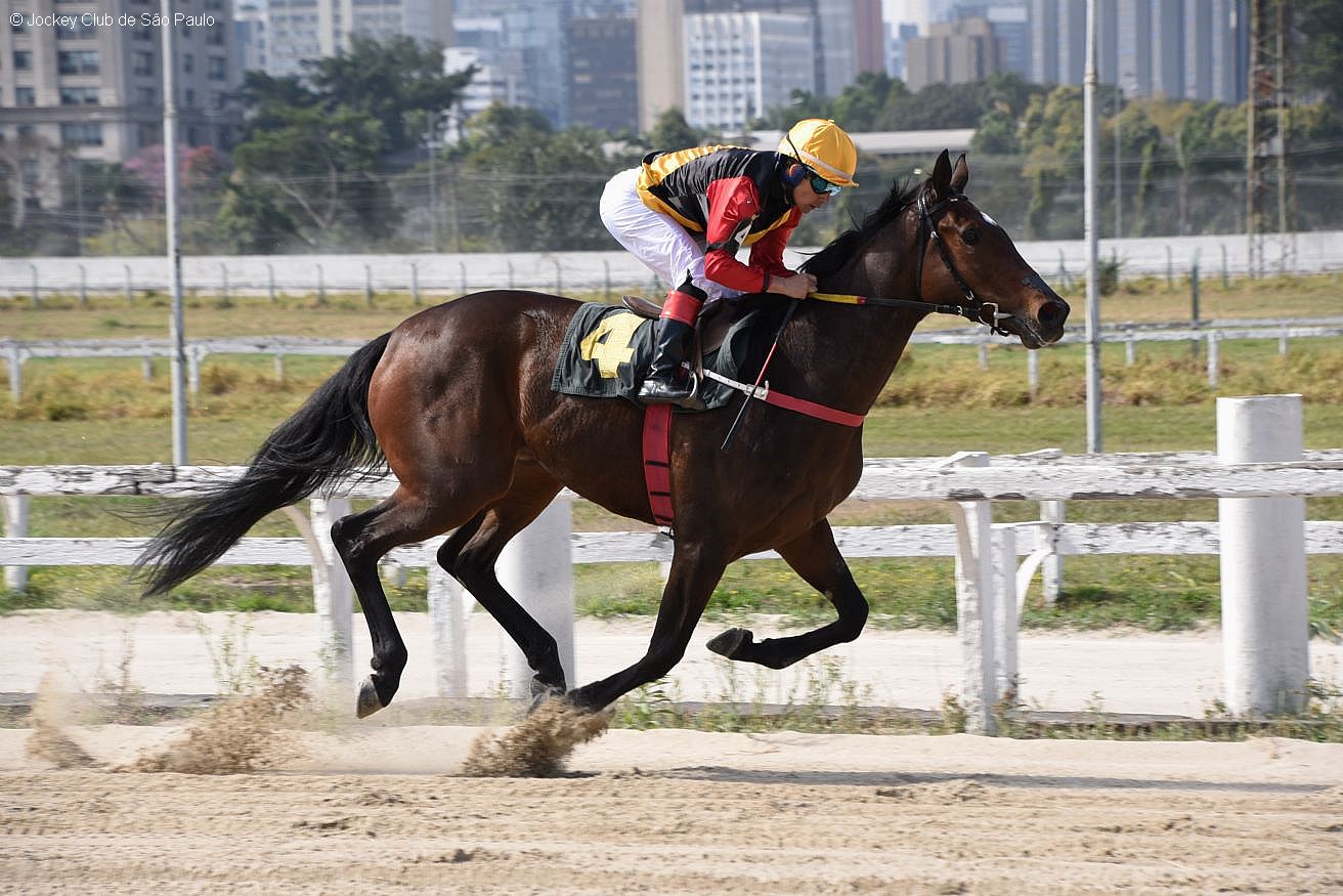 Shallow Now vence, com muita autoridade, o G.P. Roberto Alves de Almeida (G3) Shallow Now vence, com muita autoridade, o G.P. Roberto Alves de Almeida (G3)