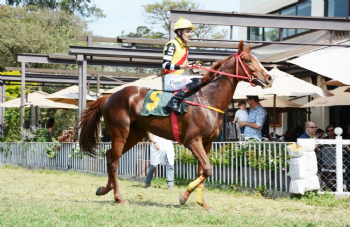 XXV Copa Japão de Turfe