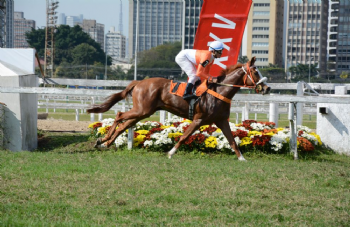 XXV Copa Japão de Turfe